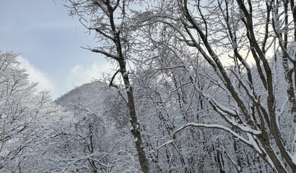 北海道の冬景色・雪に覆われた山間部の木々とアンテナ設置環境